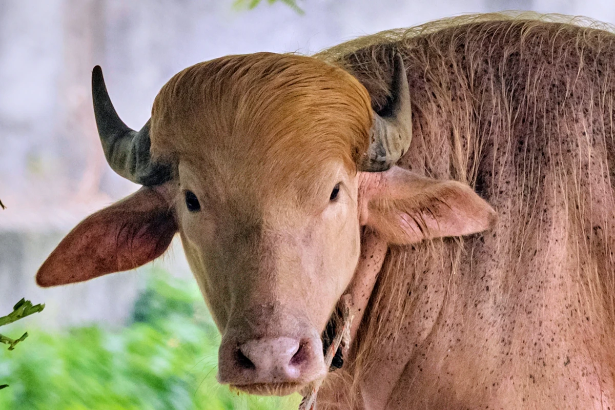 Buffalo named Donald Trump for his golden locks is a sensation at a Bangladesh zoo
