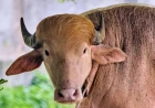 Buffalo named Donald Trump for his golden locks is a sensation at a Bangladesh zoo