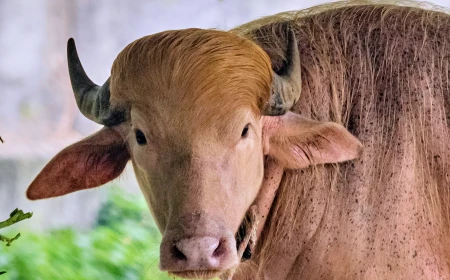 Buffalo named Donald Trump for his golden locks is a sensation at a Bangladesh zoo
