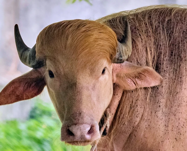 Buffalo named Donald Trump for his golden locks is a sensation at a Bangladesh zoo